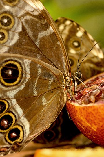 _DSC9541 - Morpho peleides.jpg - Giuseppe Zuppardo 2008 KINZLE@TIN.IT